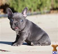 french bulldog puppy posted by Clinton88