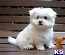 maltese puppy posted by Clintonb