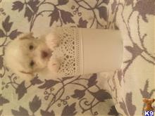 maltipoo puppy posted by Cnere512
