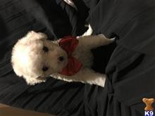 maltipoo puppy posted by Cnere512