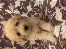 maltipoo puppy posted by Cnere512