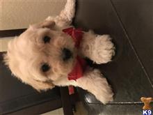 maltipoo puppy posted by Cnere512