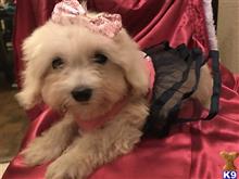 maltipoo puppy posted by Cnere512