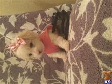 maltipoo puppy posted by Cnere512