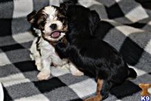 yorkshire terrier puppy posted by CoachLacy