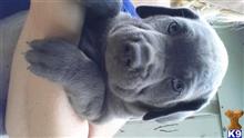 cane corso puppy posted by Cochran98