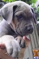 cane corso puppy posted by Cochran98