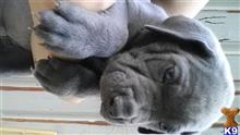 cane corso puppy posted by Cochran98