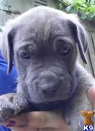 cane corso puppy posted by Cochran98