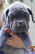 cane corso puppy posted by Cochran98