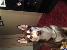 Kylo Ren available Siberian Husky puppy located in MORGANTOWN