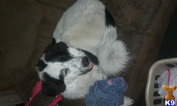 Great Pyrenees stud dog