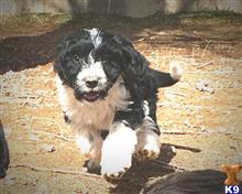 aussiedoodle puppy posted by ColoradoDoodleRanch