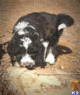aussiedoodle puppy posted by ColoradoDoodleRanch