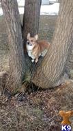 Pembroke Welsh Corgi
