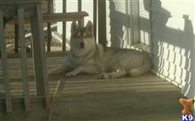 Wolf Dog