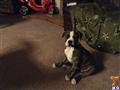 Old English Bulldog