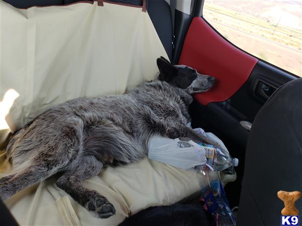 Australian Cattle Dog