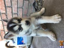 siberian husky puppy posted by Courtne