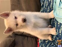 Siberian Husky
