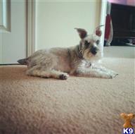 Shadow available Miniature Schnauzer puppy located in CAMERON
