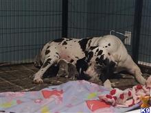 great dane puppy posted by Crownguard