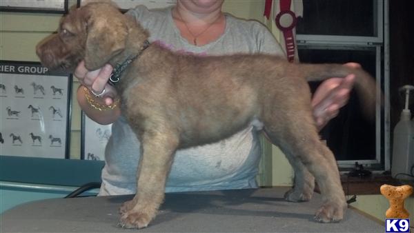chesapeake bay retriever puppy posted by CurlyKennels