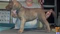 chesapeake bay retriever puppy posted by CurlyKennels