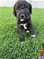 goldendoodles puppy posted by CurlyQute