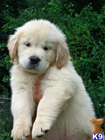 golden retriever puppies ri puppies for sale in rhode island golden retriever puppies ri puppies for sale in rhode island