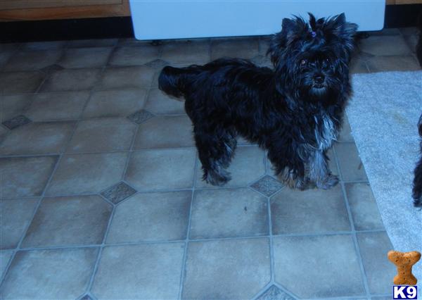 yorkshire terrier puppy posted by DFurkin