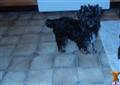 yorkshire terrier puppy posted by DFurkin