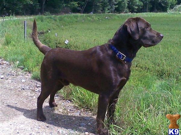 English Chocolate Labrador Retriever