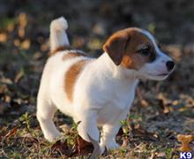 jack russell terrier puppy posted by DKJackson