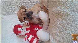 old english bulldog puppy posted by DNMBully