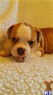 old english bulldog puppy posted by DNMBully