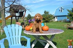 goldendoodles puppy posted by DabofDoodles