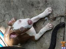 American Pit Bull