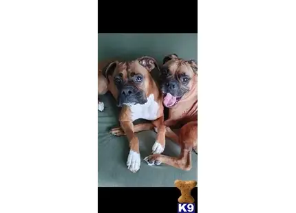 Noah available Boxer puppy located in KIRKLAND