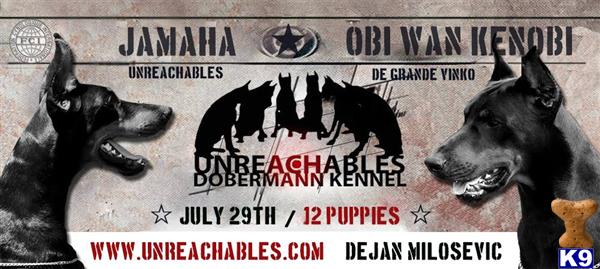 doberman pinscher puppy posted by DadeDobermann