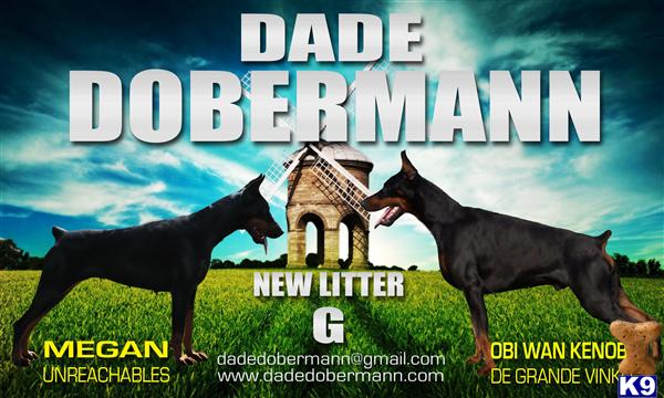 doberman pinscher puppy posted by DadeDobermann