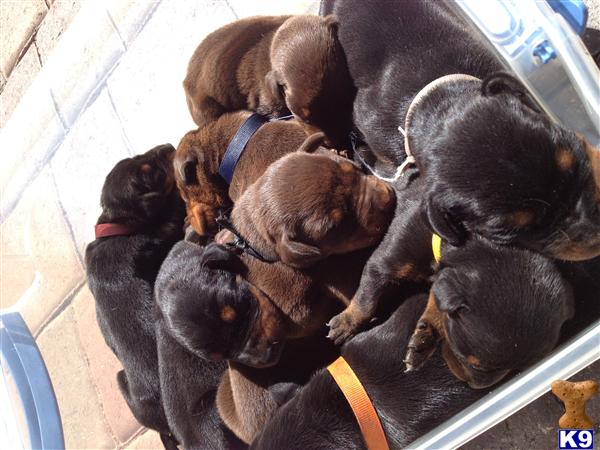 doberman pinscher puppy posted by DadeDobermann