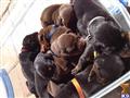 doberman pinscher puppy posted by DadeDobermann