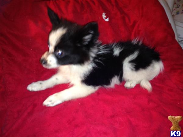 skittles pomeranian pomeranian puppy for sale skittles 3 years skittles pomeranian pomeranian puppy for sale skittles 3 years