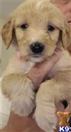 goldendoodles puppy posted by DaisyDukes09