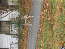 Dakota available Wolf Dog puppy located in Little Rock