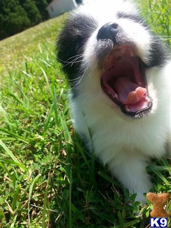 pomeranian stud fee pomeranian stud chaos 4 years pomeranian stud fee pomeranian stud chaos 4 years