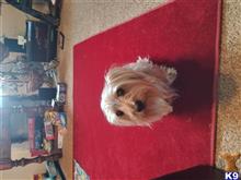 Lucky available Yorkshire Terrier puppy located in MENOMONIE