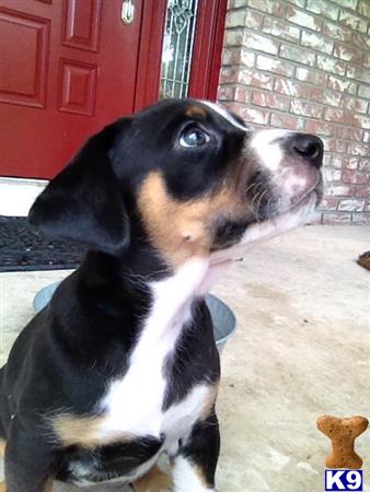 catahoula puppy posted by DanBolline