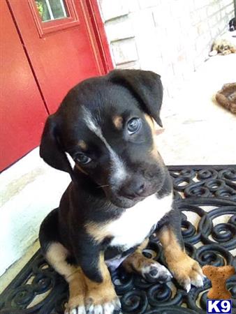 catahoula puppy posted by DanBolline